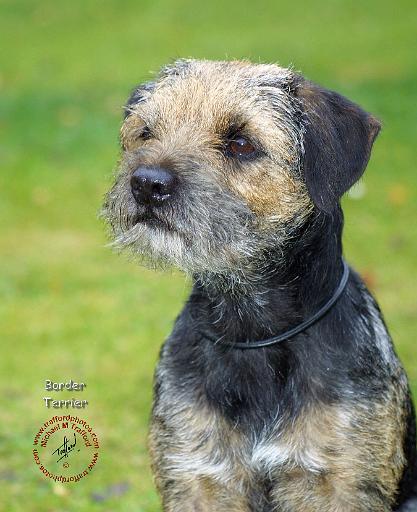 Border Terrier 9P71D-11.JPG